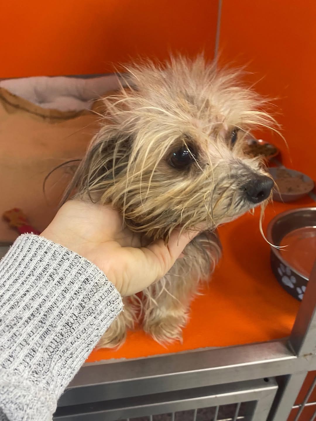 Post 8 by Florida Yorkie Rescue on Instagram (image)