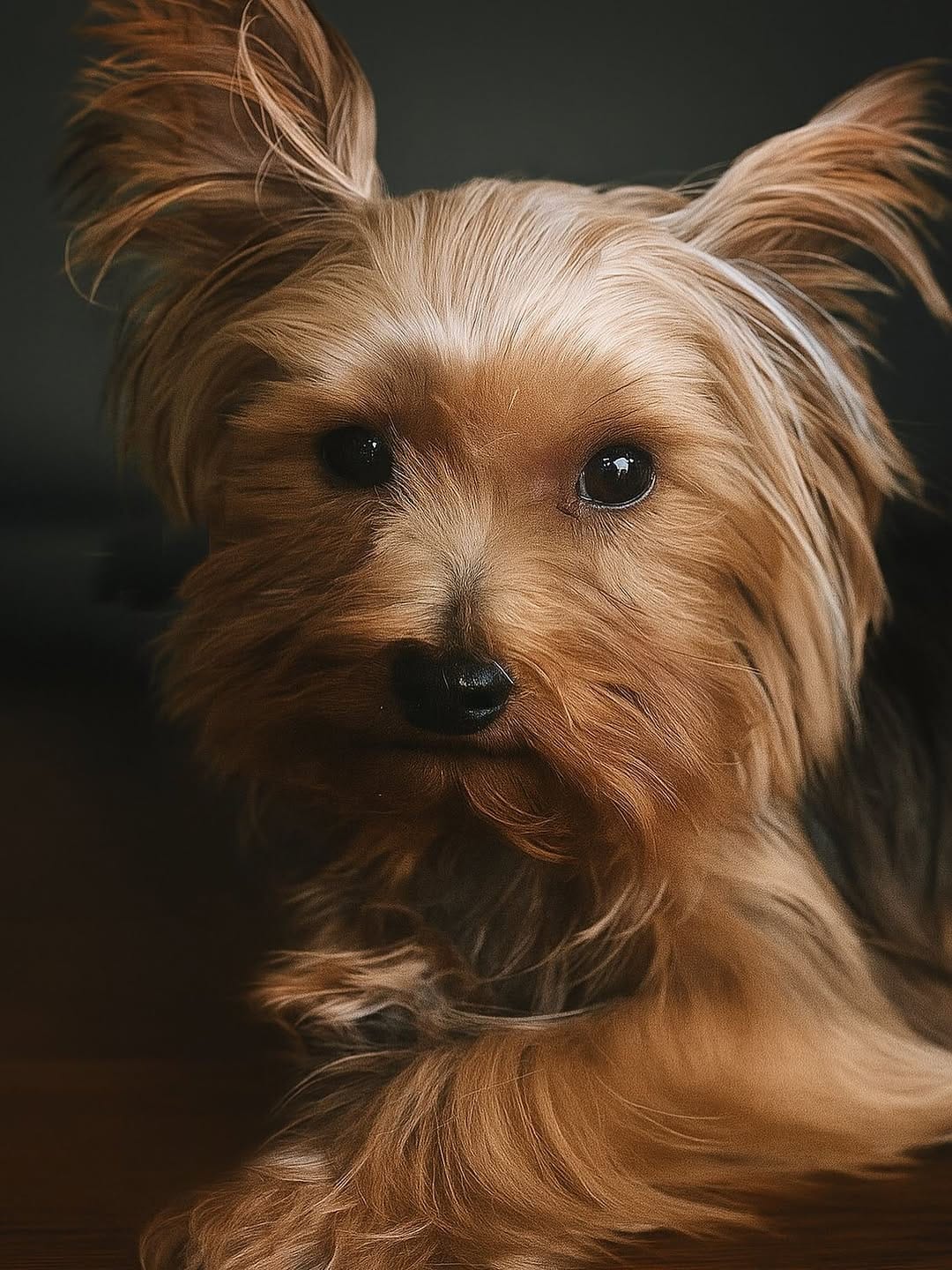 Post 9 by Florida Yorkie Rescue on Instagram (image)