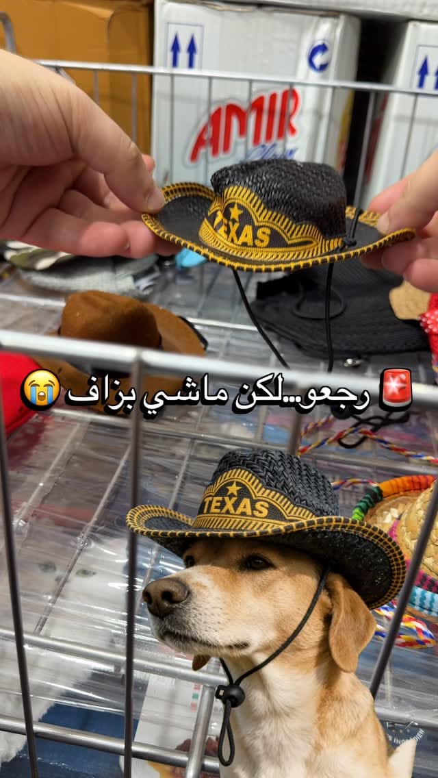 Post 1 by FABanimalerie on Instagram (video)