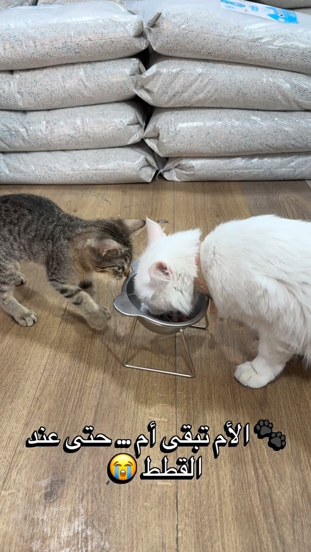 Post 6 by FABanimalerie on Instagram (video)