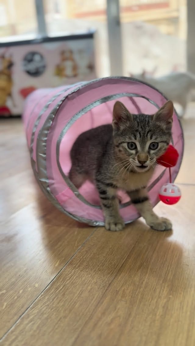 Post 10 by FABanimalerie on Instagram (video)