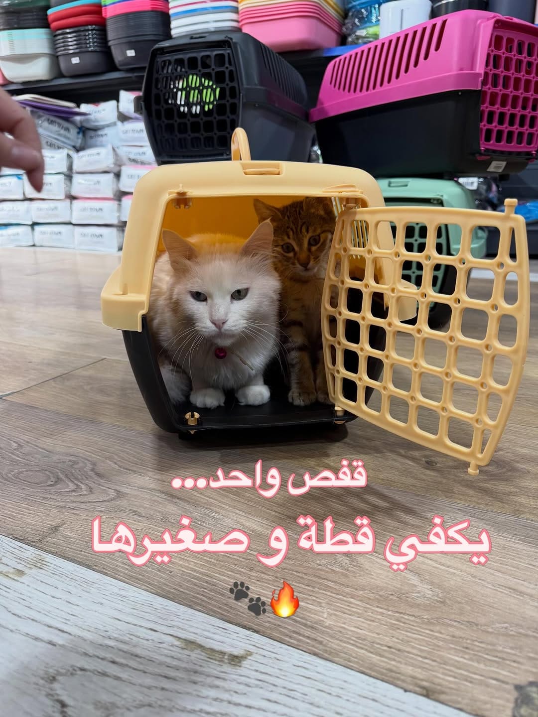 Post 7 by FABanimalerie on Instagram (carousel)