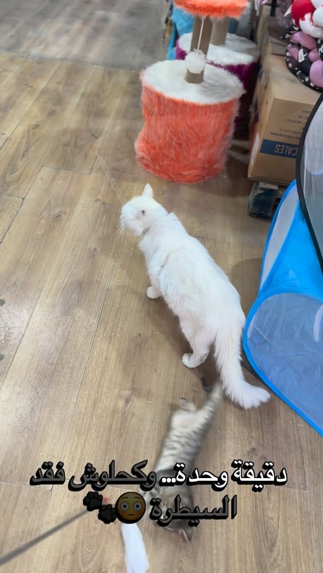 Post 5 by FABanimalerie on Instagram (video)
