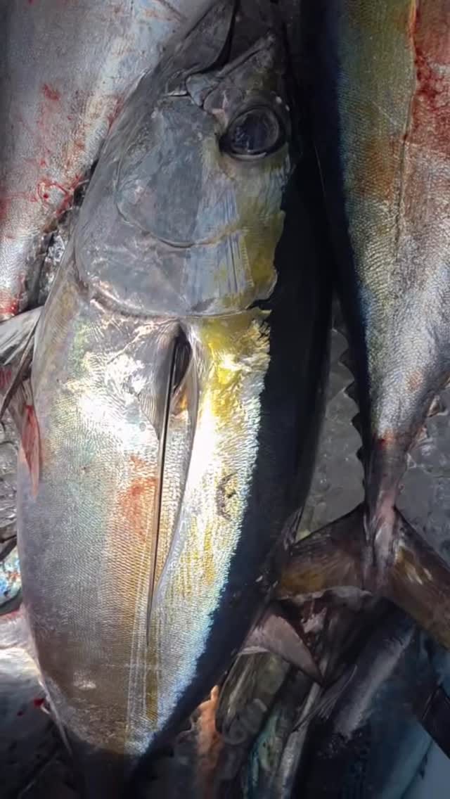 Post 3 by Custom Rod & Reel on Instagram (video)