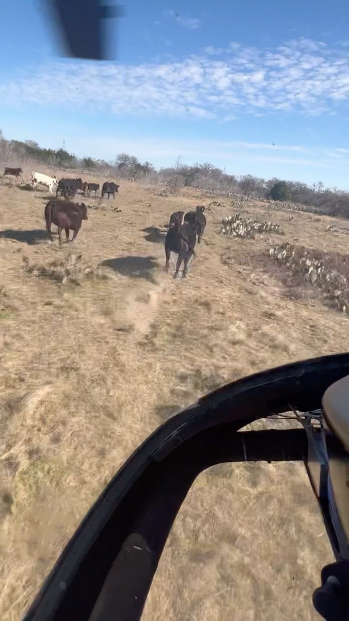 Post 2 by Ranger Cattle on Instagram (video)