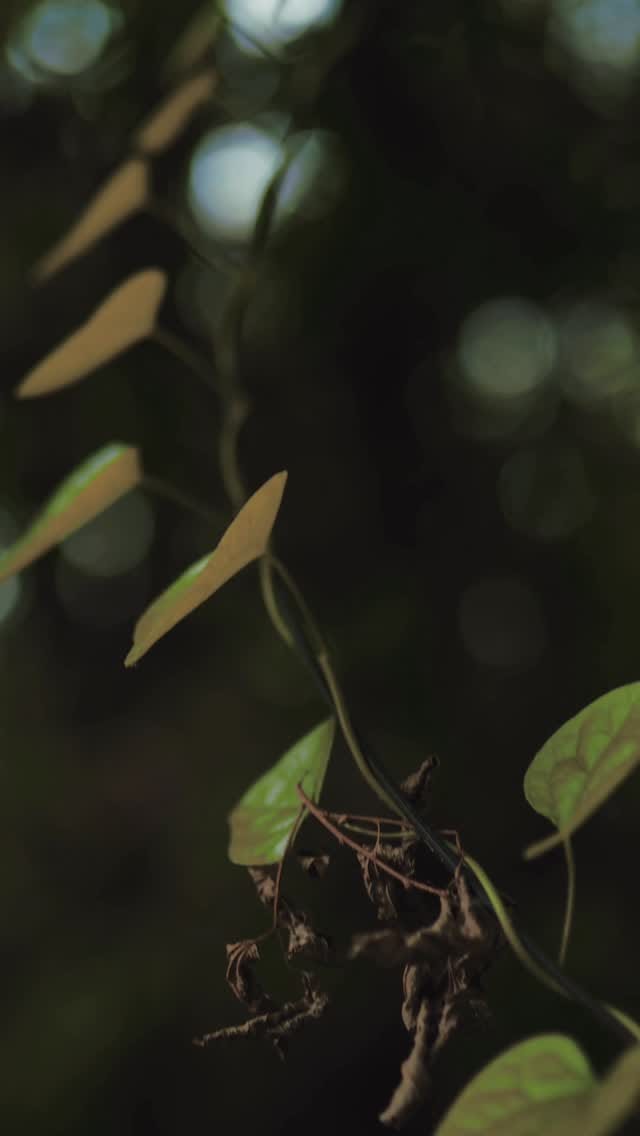 Post 3 by Bycorri’ (Run N Gun Videos / Photography ) on Instagram (video)