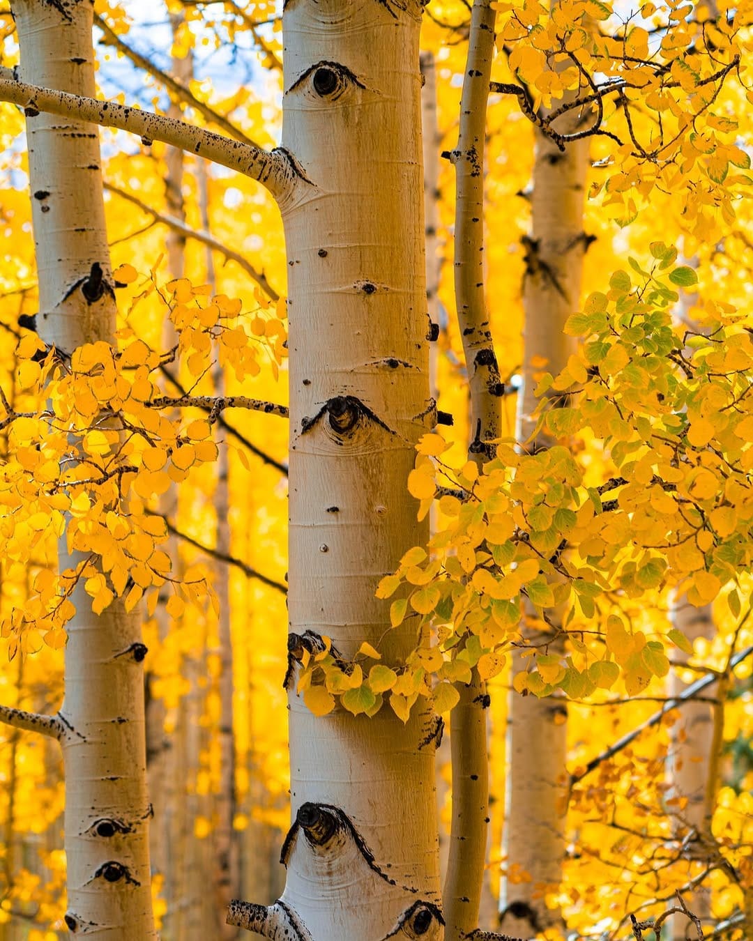 Post 9 by alyssa📍colorado on Instagram (carousel)
