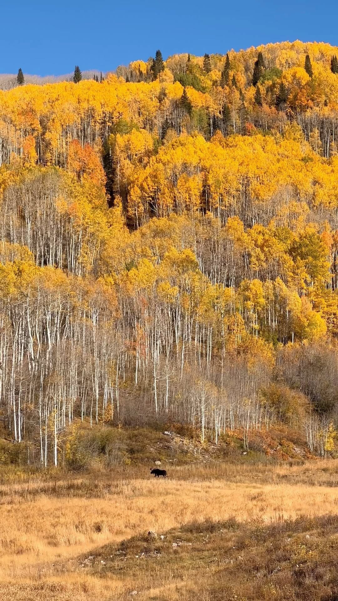Post 3 by alyssa📍colorado on Instagram (video)