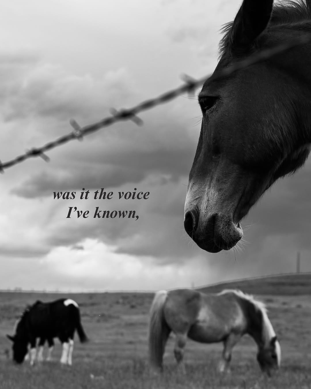 Post 1 by Rachel Liz - Western Photographer on Instagram (carousel)