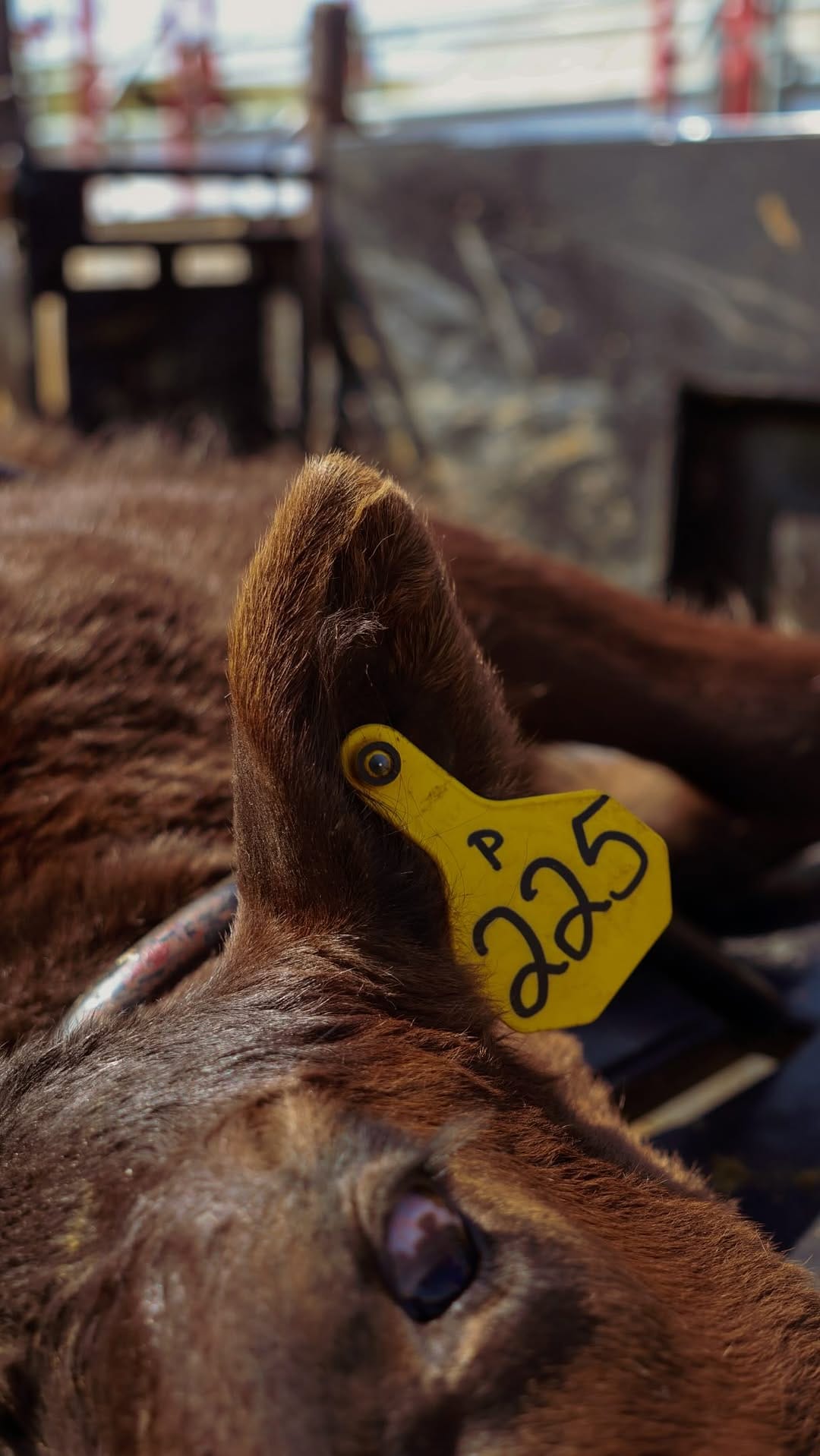 Post 7 by Rachel Liz - Western Photographer on Instagram (video)