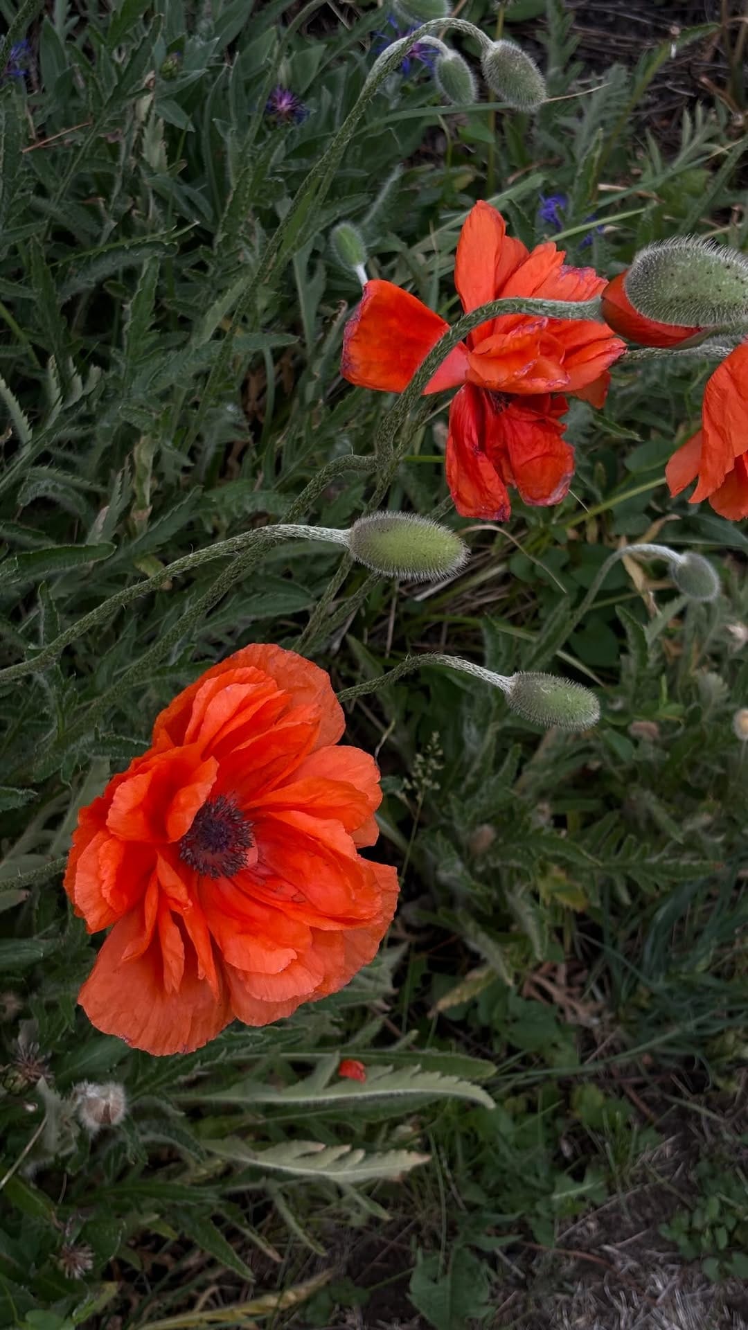 Post 4 by Rachel Liz - Western Photographer on Instagram (video)
