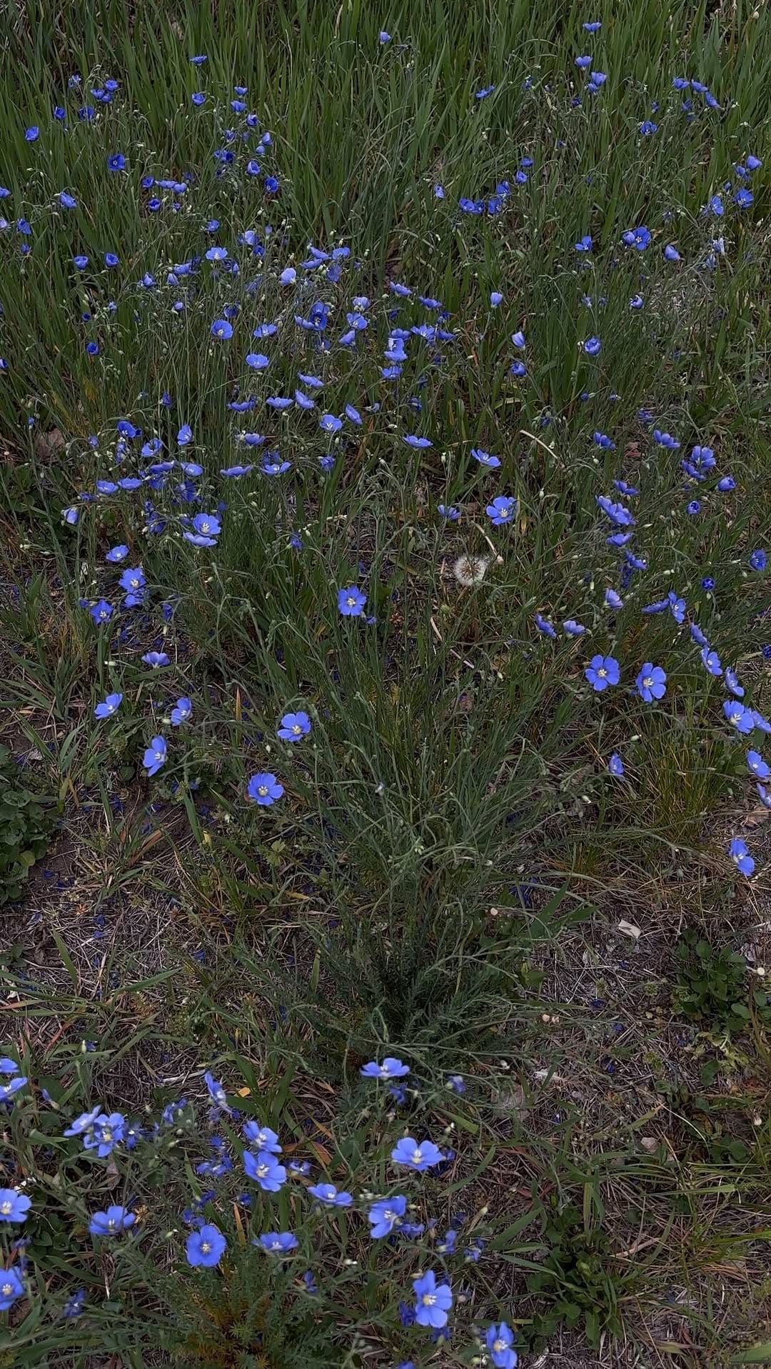Post 2 by Rachel Liz - Western Photographer on Instagram (video)