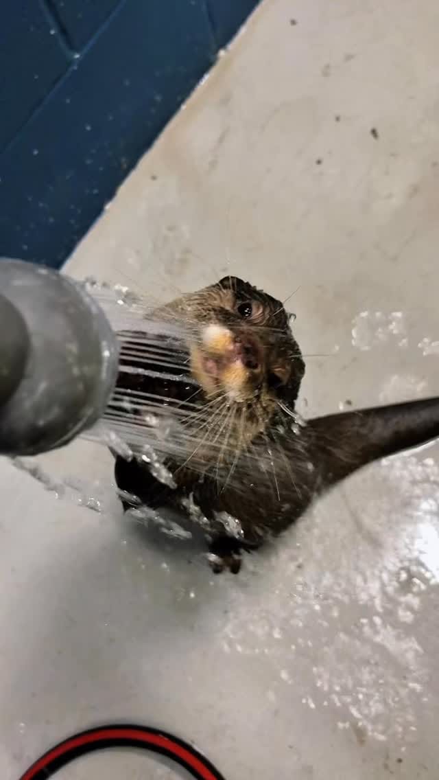 Post 10 by OdySea Aquarium on Instagram (video)