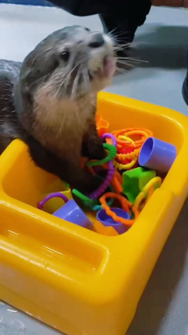 Post 2 by OdySea Aquarium on Instagram (video)