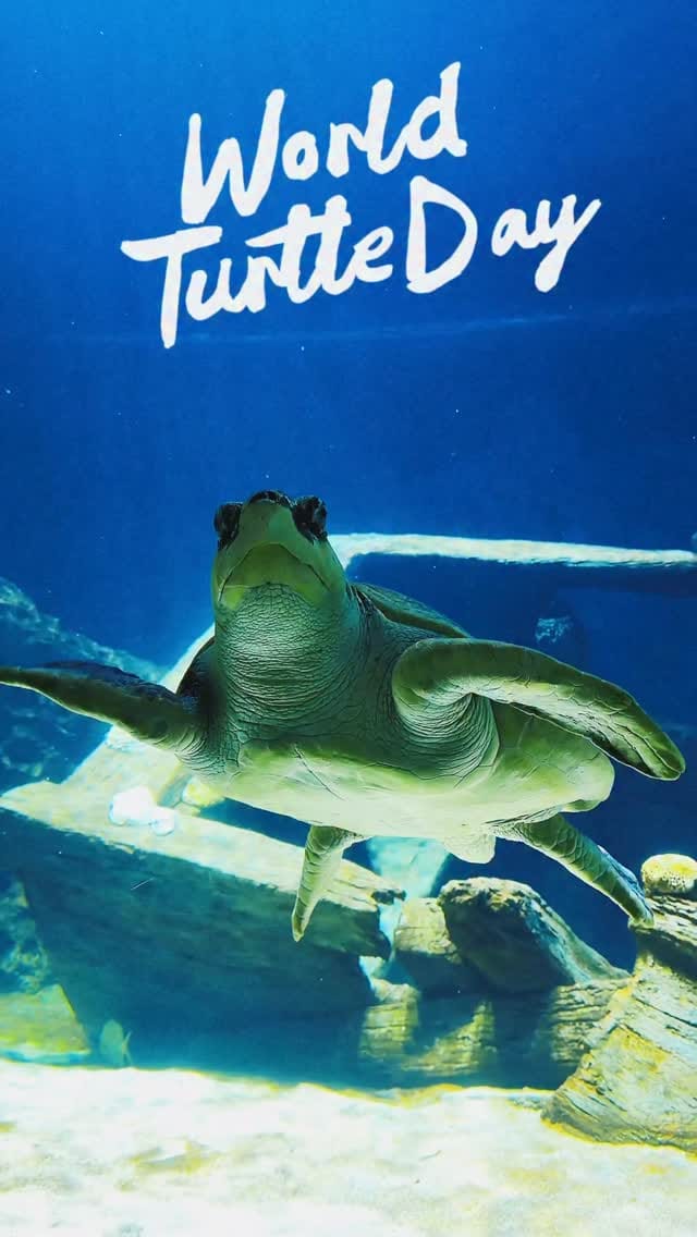 Post 4 by OdySea Aquarium on Instagram (video)