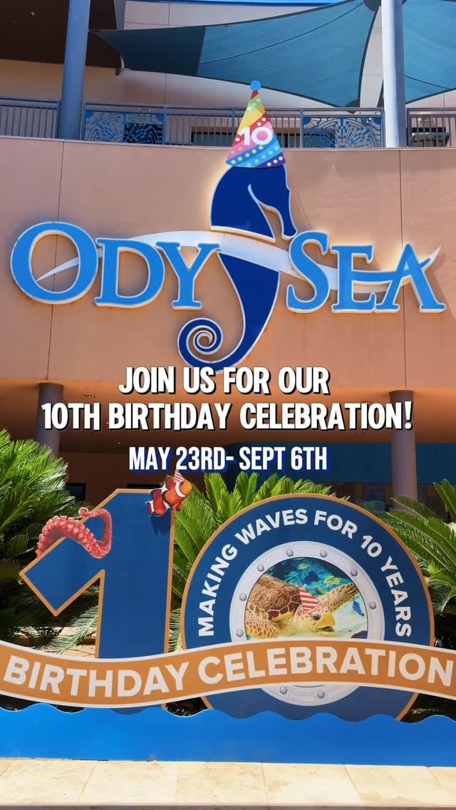 Post 3 by OdySea Aquarium on Instagram (video)