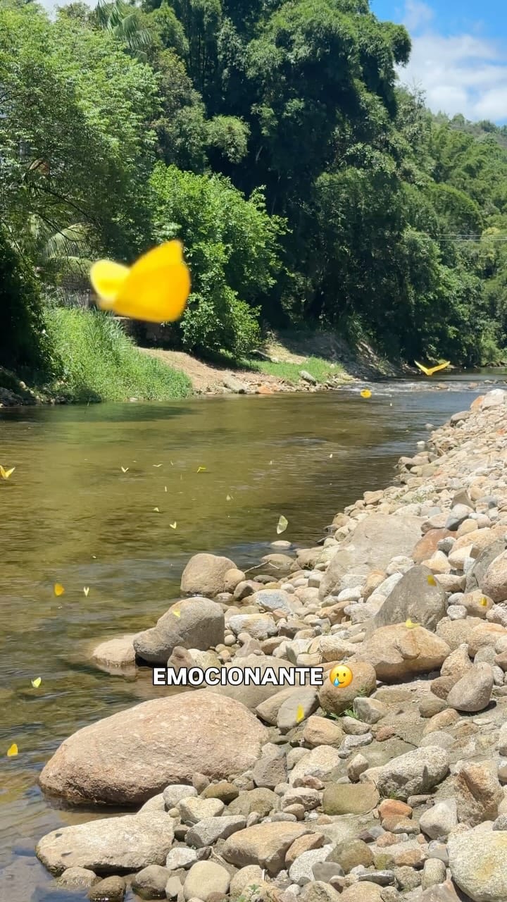 Post 4 by Alice Reis on Instagram (video)