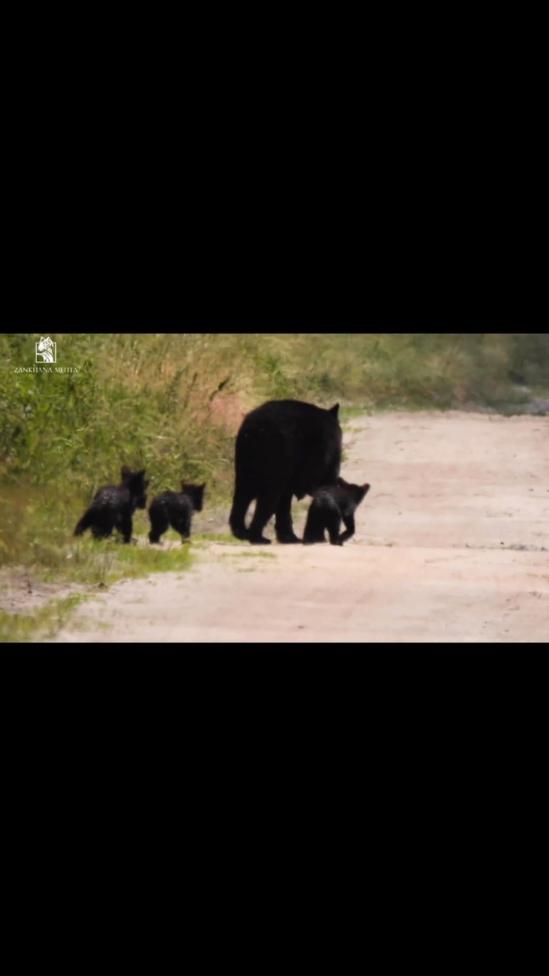 Post 4 by Zankhana Mehta on Instagram (video)