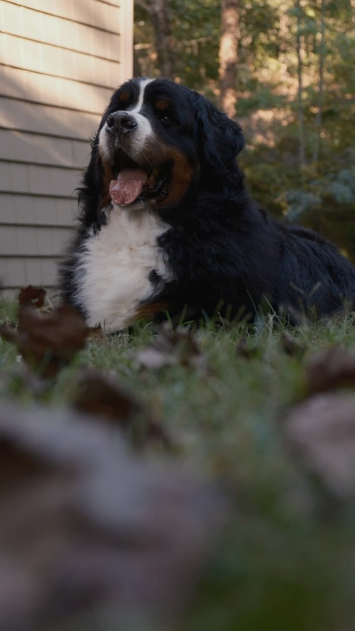 Post 10 by Hondo the Berner on Instagram (video)