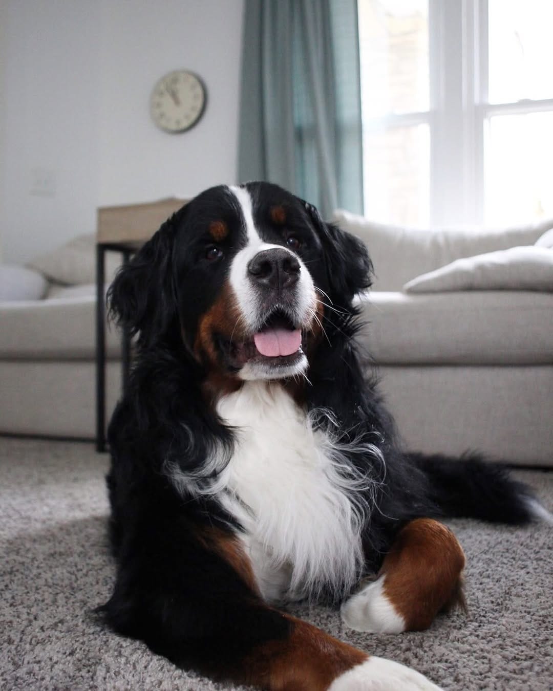 Post 1 by Hondo the Berner on Instagram (image)