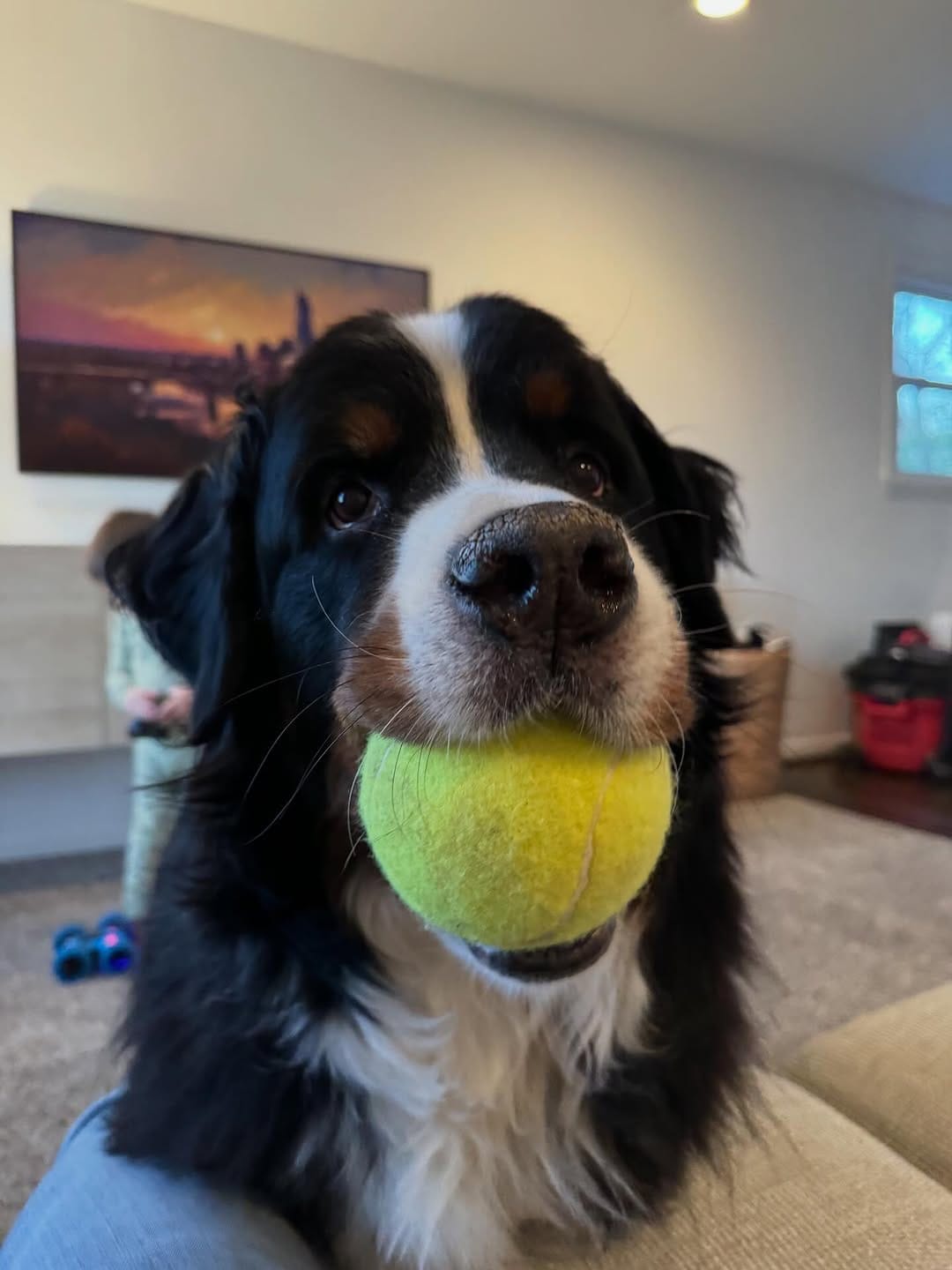 Post 3 by Hondo the Berner on Instagram (carousel)