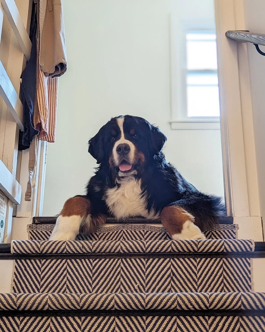 Post 5 by Hondo the Berner on Instagram (image)
