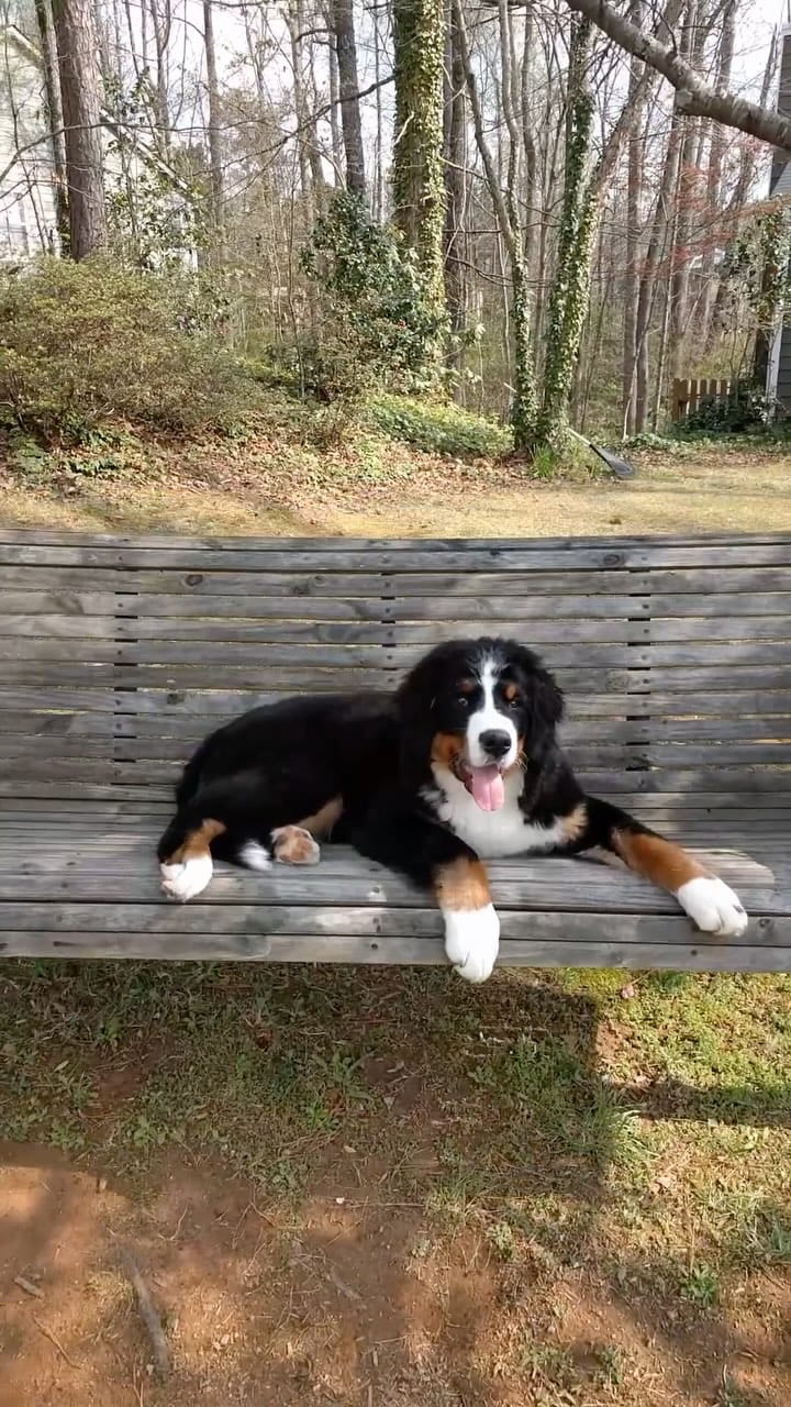 Post 6 by Hondo the Berner on Instagram (video)