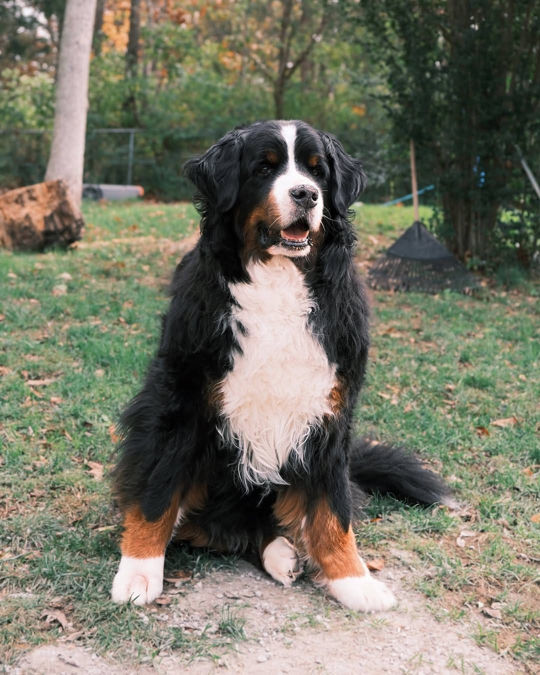 Post 8 by Hondo the Berner on Instagram (image)