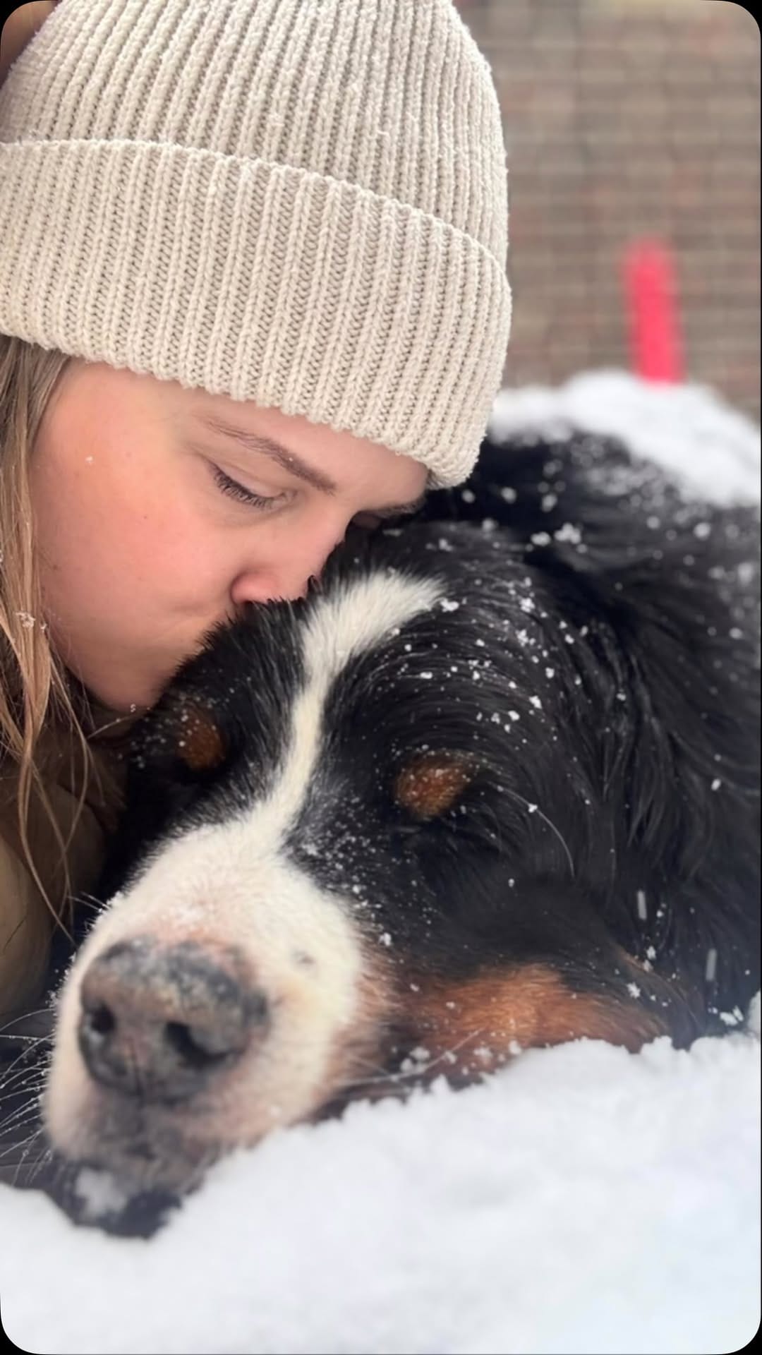 Post 9 by Hondo the Berner on Instagram (video)