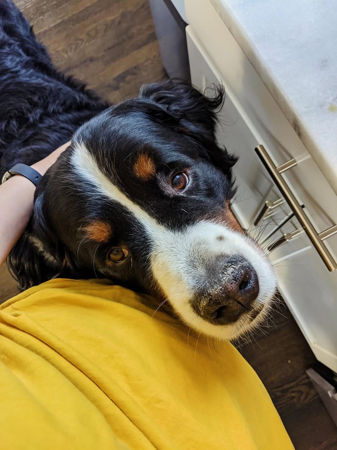 Post 2 by Hondo the Berner on Instagram (image)