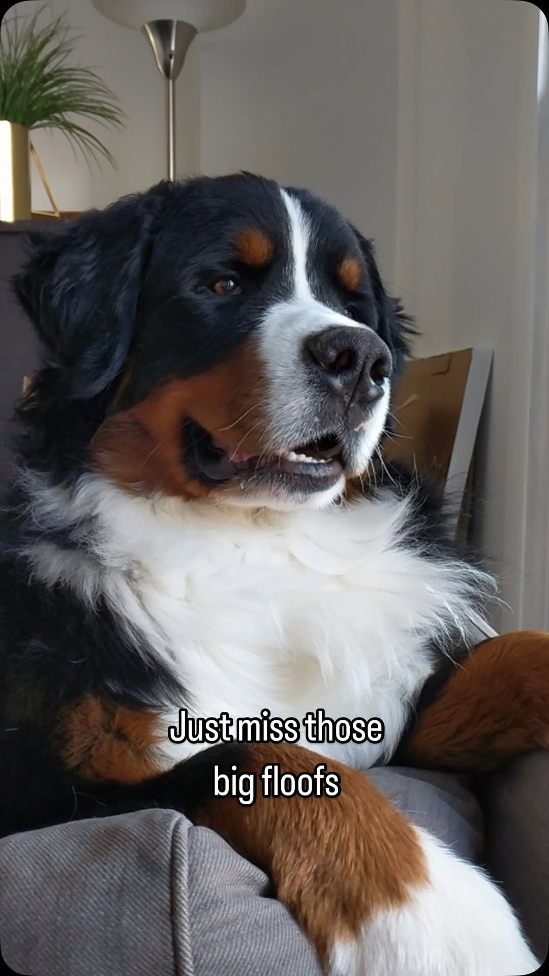 Post 7 by Hondo the Berner on Instagram (video)