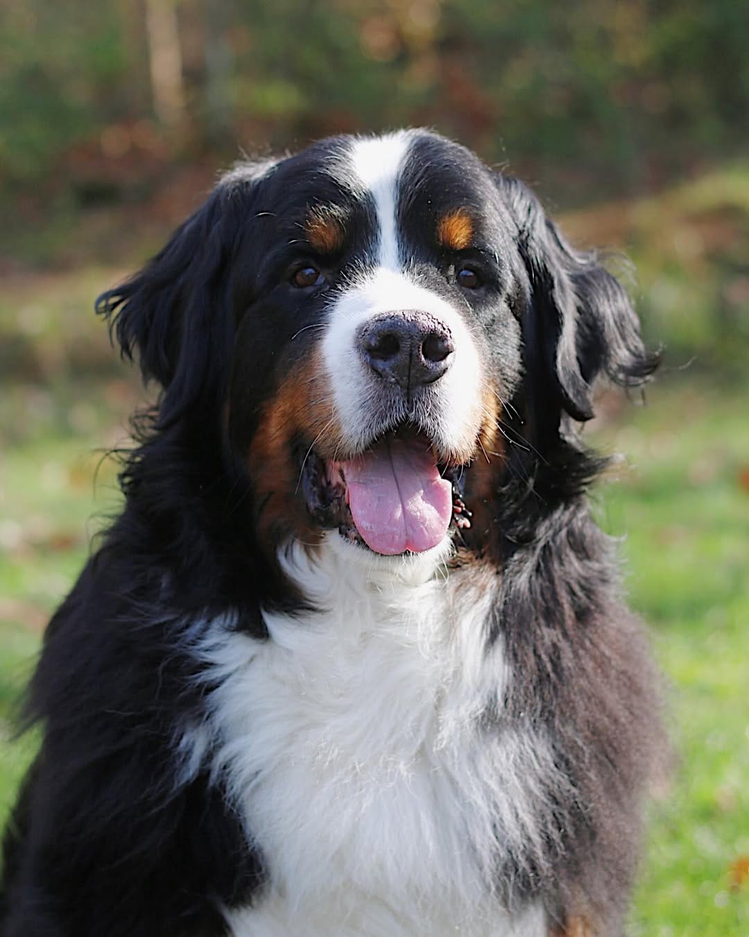 Post 4 by Hondo the Berner on Instagram (image)