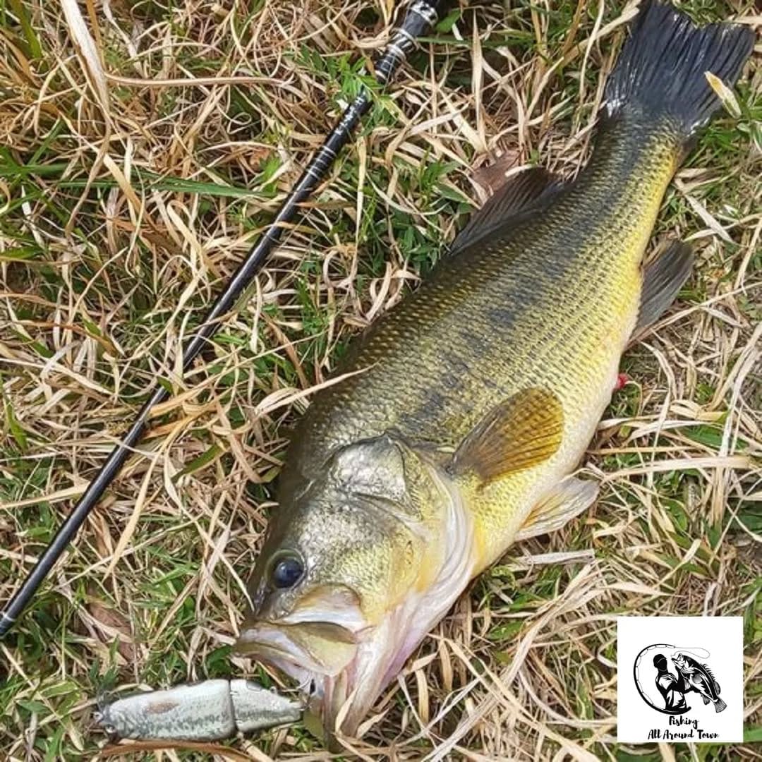 Post 10 by Fishing Around on Instagram (image)