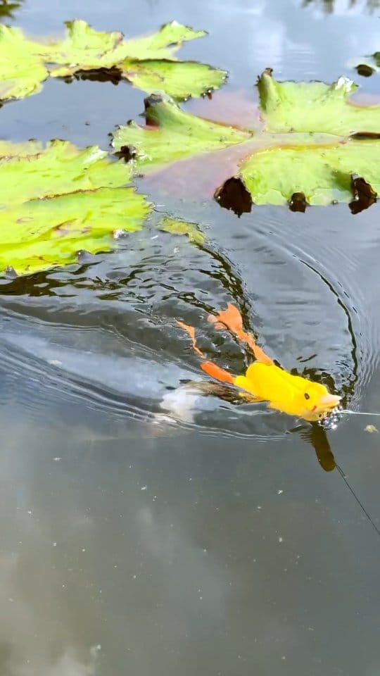 Post 4 by Fishing Around on Instagram (video)