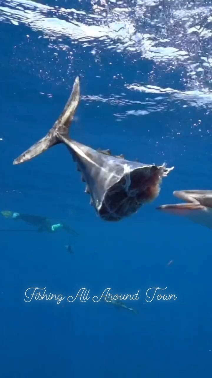 Post 9 by Fishing Around on Instagram (video)