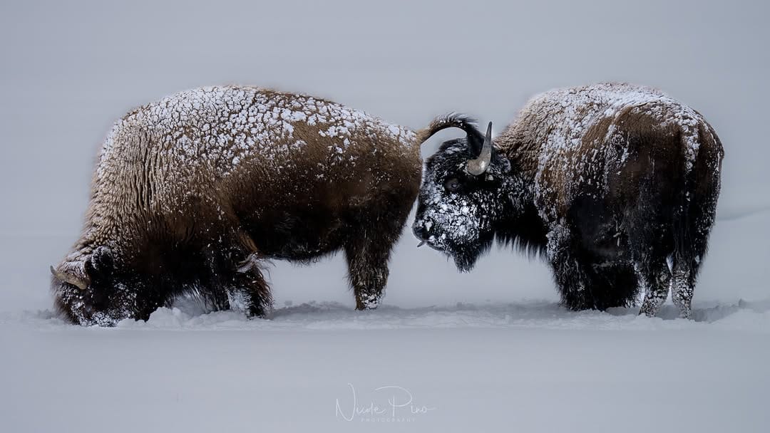 Post 7 by Nicole Pino on Instagram (image)