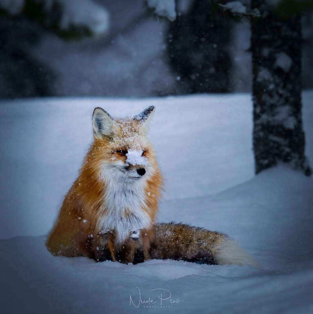 Post 8 by Nicole Pino on Instagram (image)