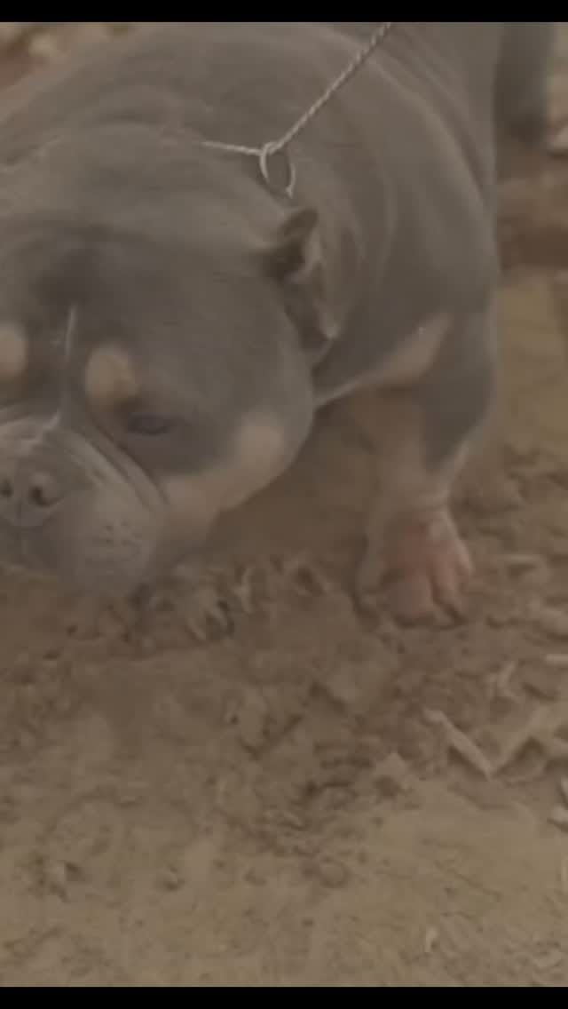 Post 1 by BullySquad on Instagram (video)