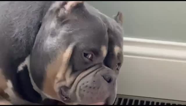 Post 6 by BullySquad on Instagram (video)