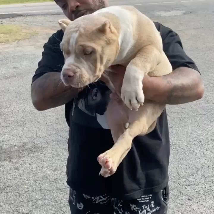 Post 9 by BullySquad on Instagram (video)