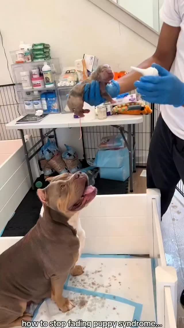 Post 7 by BullySquad on Instagram (video)