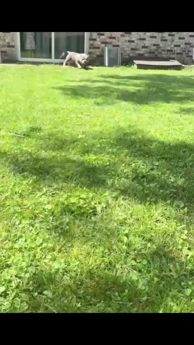Post 5 by BullySquad on Instagram (video)