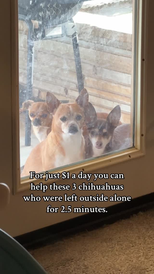 Post 9 by @12dogsandcounting on Instagram (video)