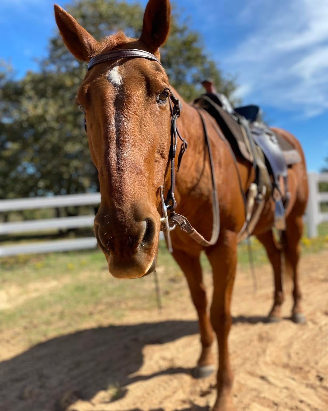 Post 1 by @12dogsandcounting on Instagram (carousel)
