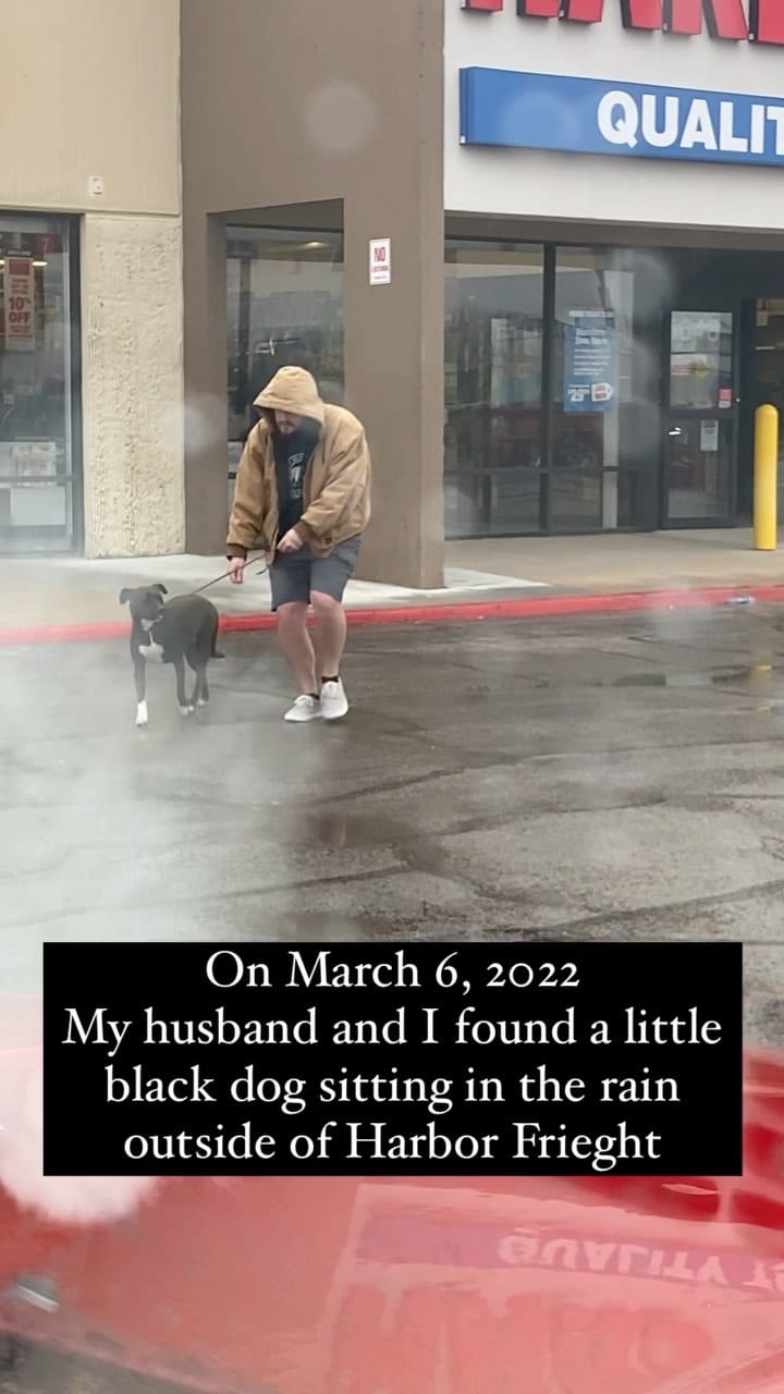 Post 10 by @12dogsandcounting on Instagram (video)