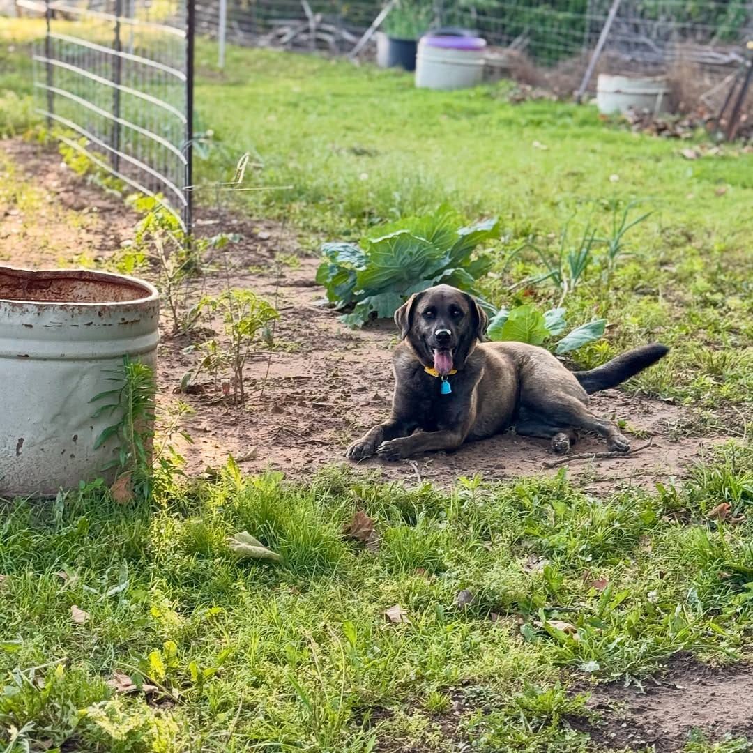 Post 6 by @12dogsandcounting on Instagram (image)
