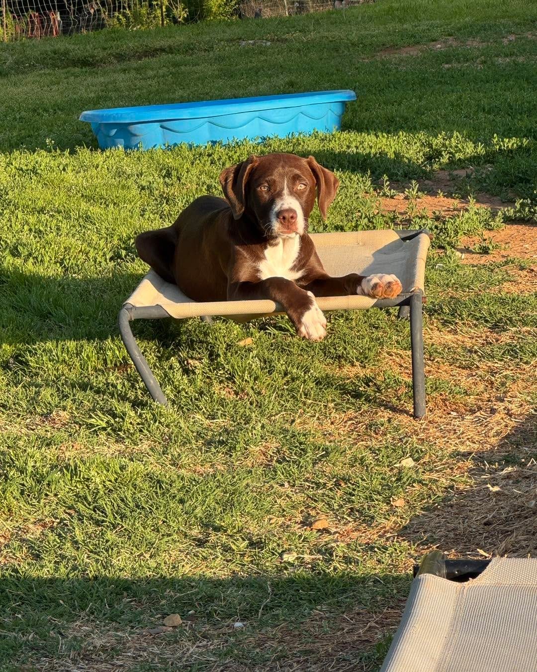 Post 2 by @12dogsandcounting on Instagram (carousel)