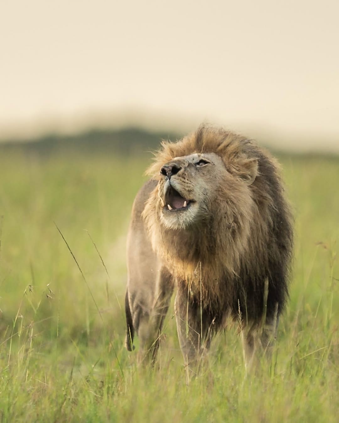 Post 8 by Steve Mattheis on Instagram (image)