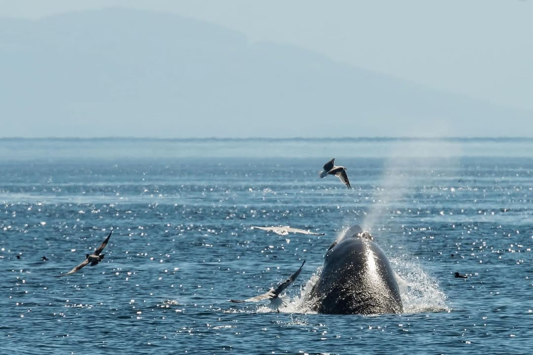 Post 1 by Pacific Whale Watch Assoc. on Instagram (image)