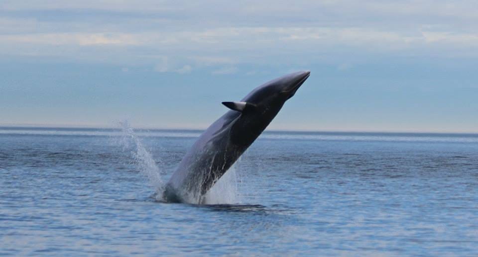 Post 3 by Pacific Whale Watch Assoc. on Instagram (carousel)